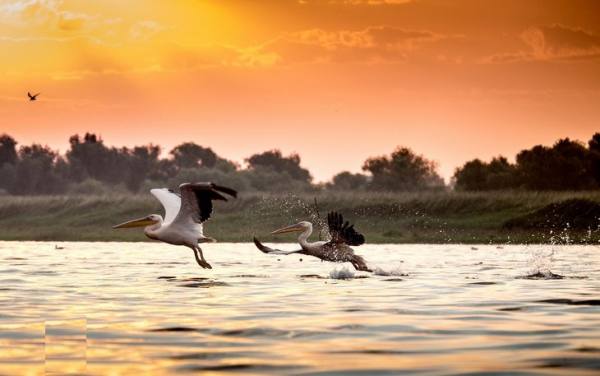 تالاب بانگ ولو، زامبیا | Bangweulu Wetlands, Zambia